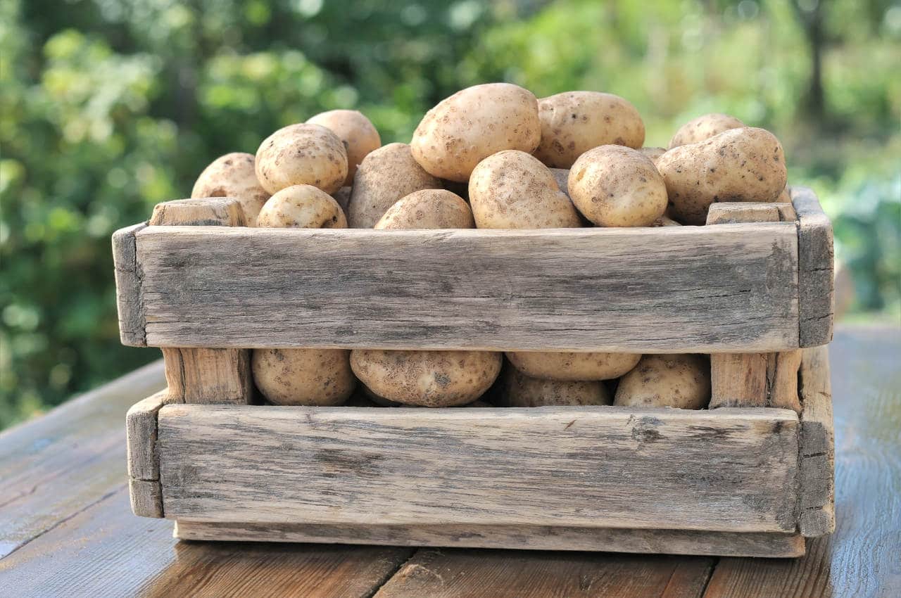 Come conservare correttamente le patate Come conservare correttamente le patate - Il Blog di Selenella