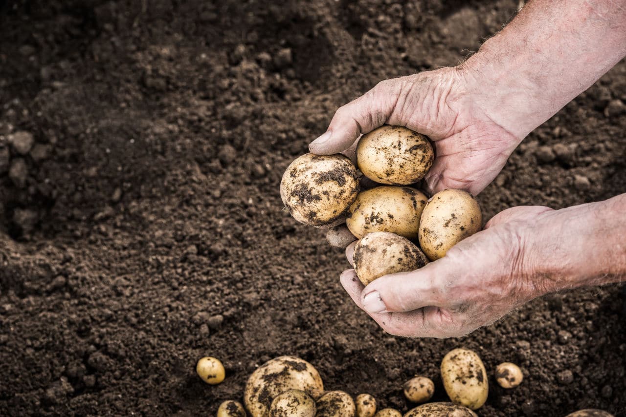 Le patate Novelle di Selenella