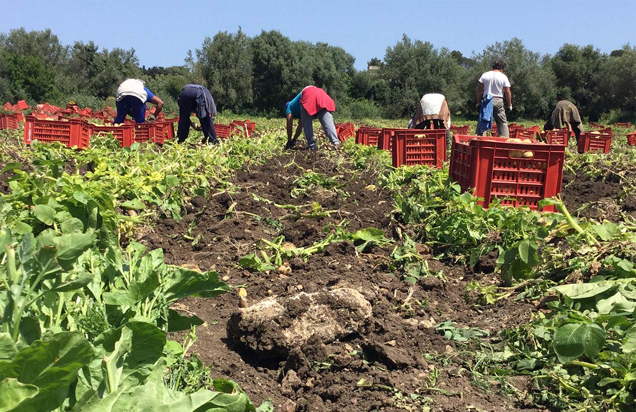 La Patata Novella in Sicilia - Il Blog di Selenella