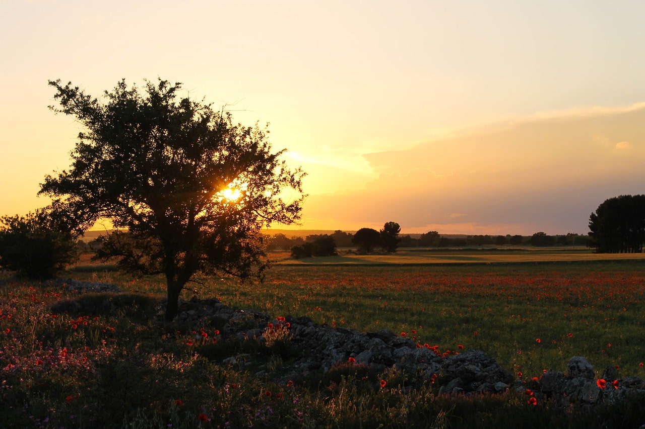 La coltivazione della patata Novella in Puglia - Il Blog di Selenella