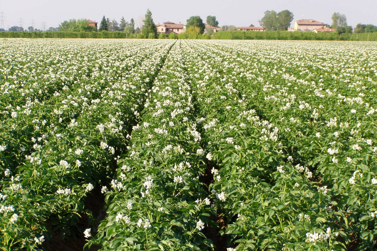 La coltivazione della patata in Emilia Romagna - Il Blog di Selenella