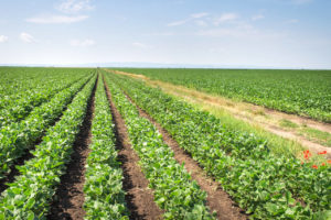 Campo-di-patate-novelle