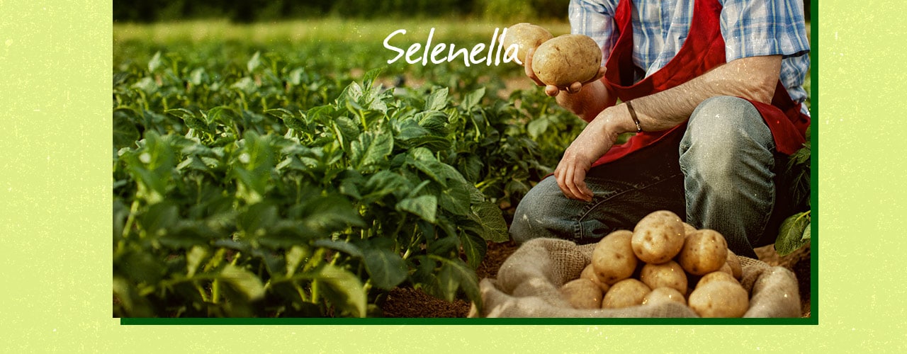 Agricoltura integrata: cosa vuol dire? Agricoltura integrata: cosa vuol dire? - Il Blog di Selenella