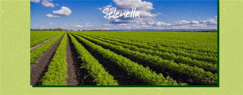 Impronta carbonica: le emissioni di CO2 e gas serra nell’agricoltura Impronta carbonica: le emissioni di CO2 e gas serra nell’agricoltura - Il Blog di Selenella