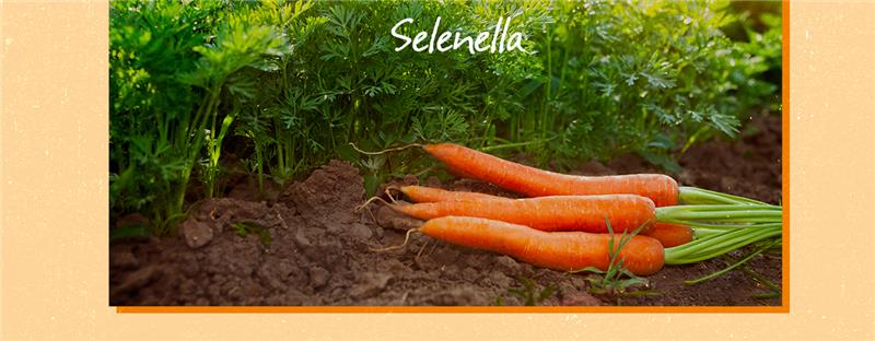 Come coltivare le carote: tutto quello che c’è da sapere Come coltivare le carote: tutto quello che c’è da sapere - Il Blog di Selenella