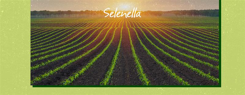 Il consumo del suolo agricolo in Italia - Il Blog di Selenella