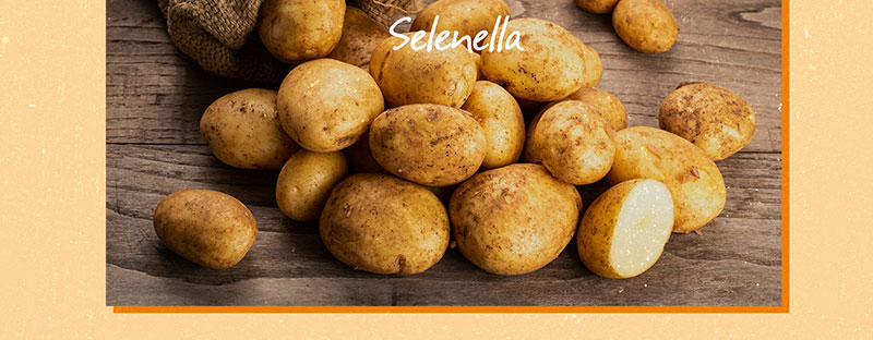 Patate farinose o a pasta soda? Come scegliere i diversi tipi di patate per le tue ricette - Il Blog di Selenella