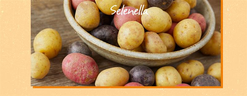 Tuberi: patate ma non solo - Il Blog di Selenella