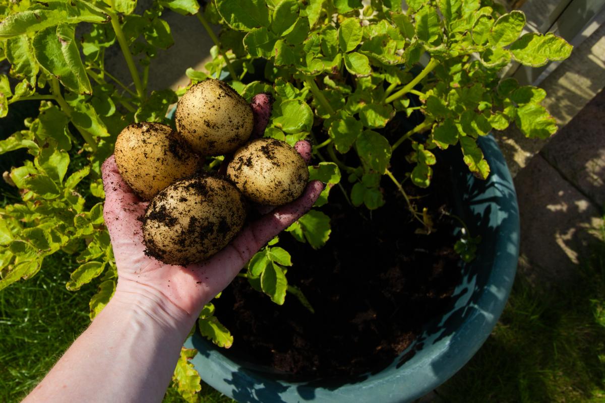Coltivare le patate in vaso