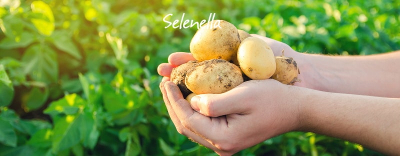 Patate novelle e vecchie, quale differenza? - Il Blog di Selenella