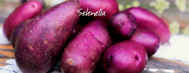 Patate viola o nere: proprietà, valori nutrizionali, come cucinarle - Il Blog di Selenella
