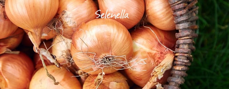 Cipolle, calorie e valori nutrizionali - Il Blog di Selenella