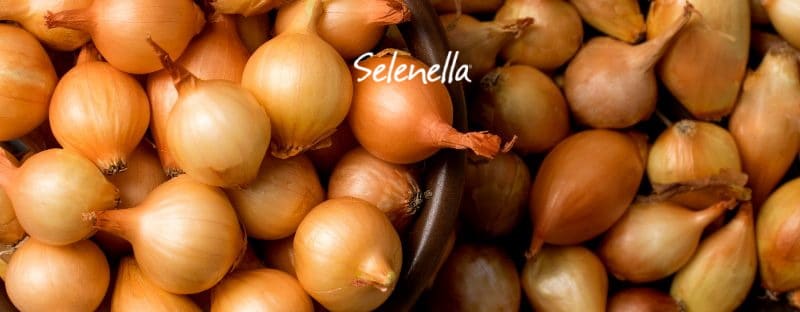 Cipolle gialle: proprietà, valori nutrizionali, come cucinarle Cipolle gialle: proprietà, valori nutrizionali, come cucinarle - Il Blog di Selenella