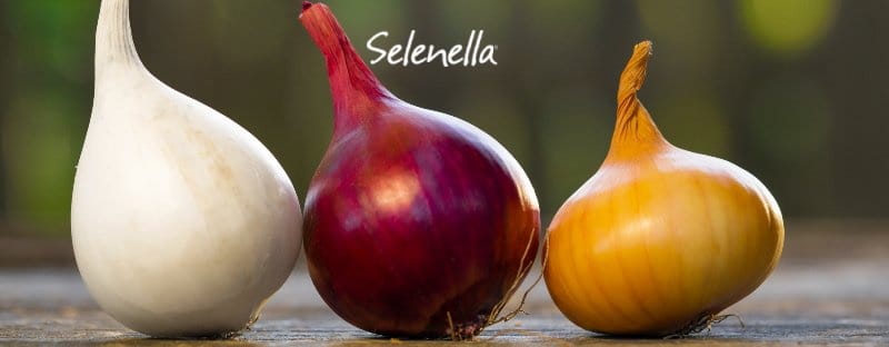 Tutti i tipi di cipolle Tutti i tipi di cipolle - Il Blog di Selenella