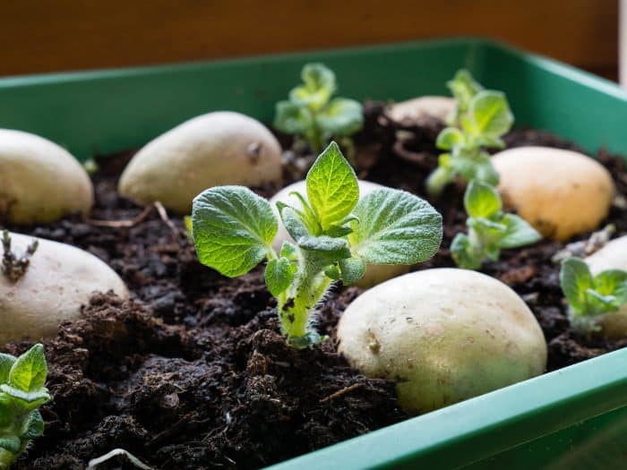 Quali varietà di patate piantare