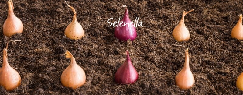 Come scegliere quali cipolle piantare Come scegliere quali cipolle piantare - Il Blog di Selenella