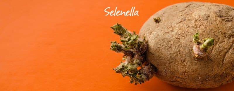 Le patate germogliate si possono mangiare? - Il Blog di Selenella