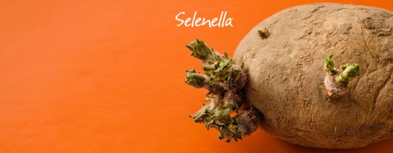 Le patate germogliate si possono mangiare? Le patate germogliate si possono mangiare? - Il Blog di Selenella