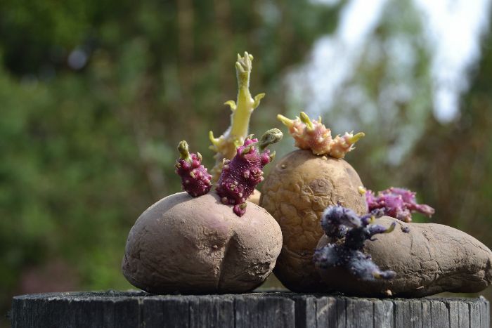 Mangiare o no le patate germogliate