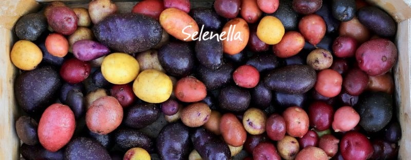 I colori delle patate e il loro ruolo nell’alimentazione - Il Blog di Selenella