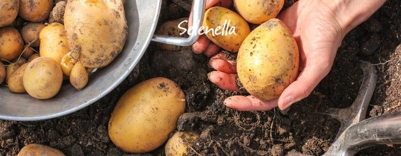 Quando e come concimare le patate - Il Blog di Selenella