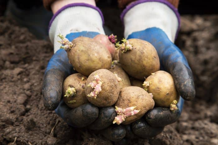 Quale concime per le patate