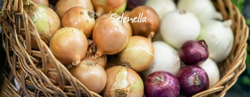 I colori delle cipolle e il loro ruolo nell’alimentazione - Il Blog di Selenella