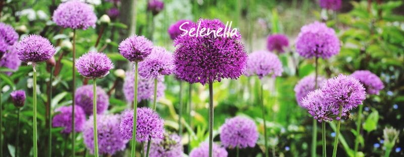10 cipolle ornamentali da coltivare in giardino o in vaso - Il Blog di Selenella