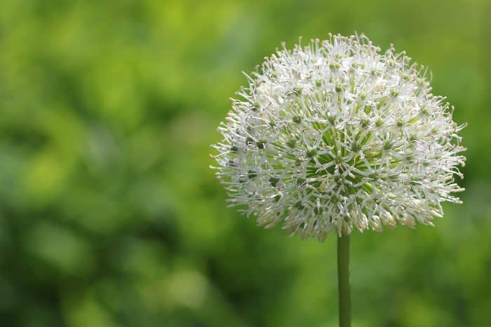 Fiore cipolla ornamentale