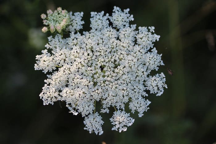 Fiore carota