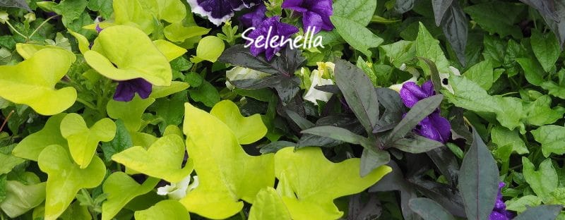 Come coltivare le patate dolci ornamentali - Il Blog di Selenella