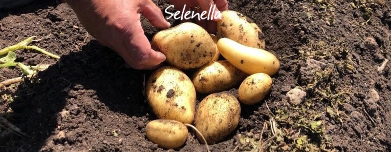 La sostenibilità della coltivazione delle patate - Il Blog di Selenella