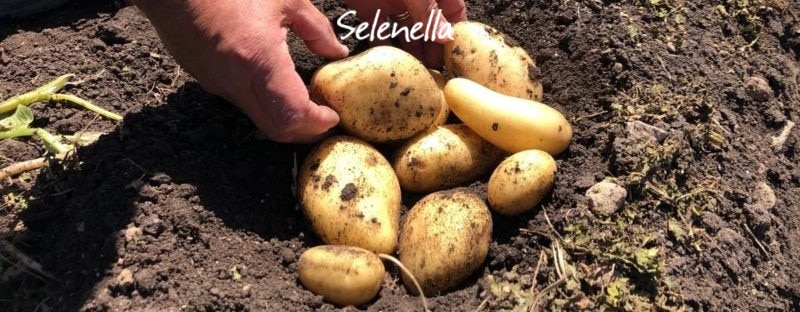 La storia delle patate: dalle Ande alle nostre tavole - Il Blog di Selenella