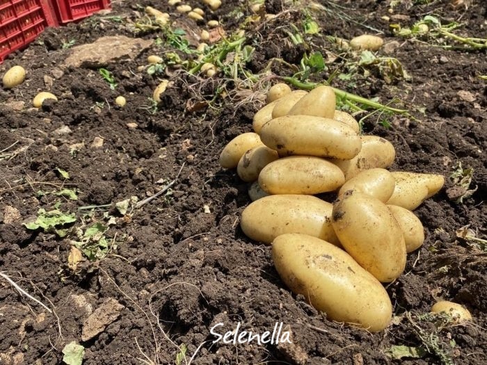 Sostenibilità patate coltivazione