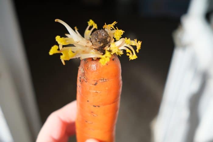 Carota germogliata