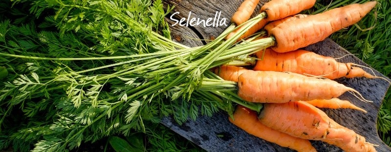 Le carote con i germogli si possono mangiare? - Il Blog di Selenella