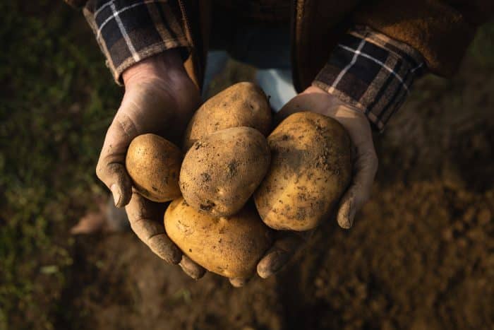 Consorzio patate