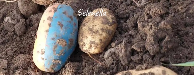 Patata elettronica: cos’è, a cosa serve e come funziona Patata elettronica: cos’è, a cosa serve e come funziona - Il Blog di Selenella