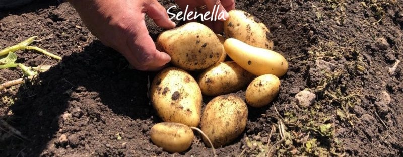 La filiera pataticola in Italia - Il Blog di Selenella