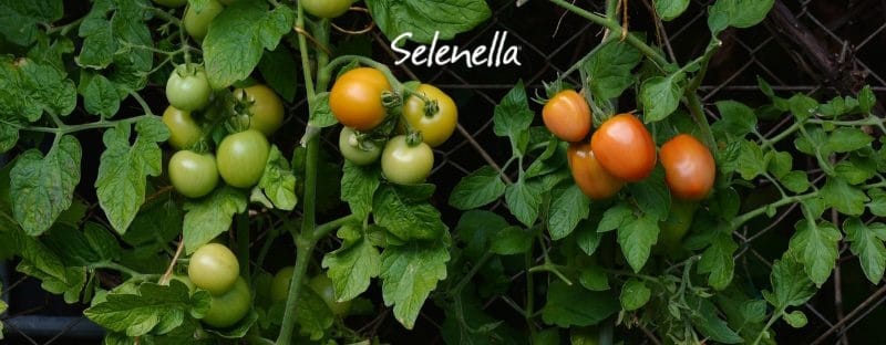 Orto in agosto: i lavori da fare Orto in agosto: i lavori da fare - Il Blog di Selenella