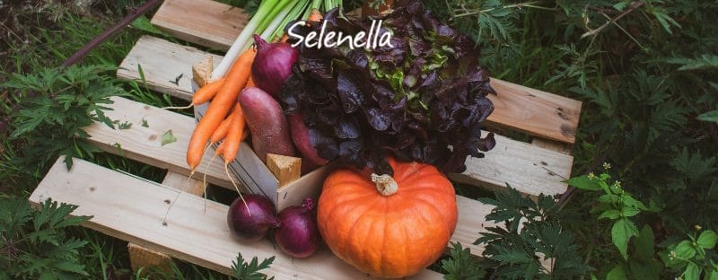 I lavori nell’orto di ottobre - Il Blog di Selenella