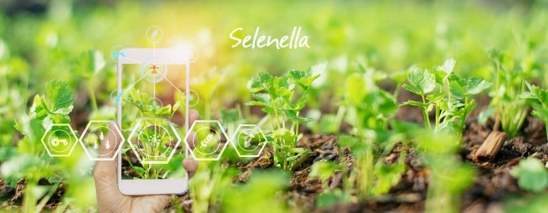 Intelligenza artificiale in agricoltura: applicazioni e vantaggi - Il Blog di Selenella