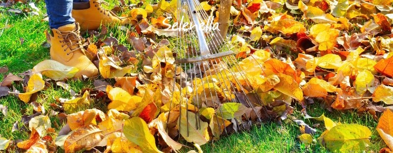 I lavori da fare nell’orto a novembre I lavori da fare nell’orto a novembre - Il Blog di Selenella