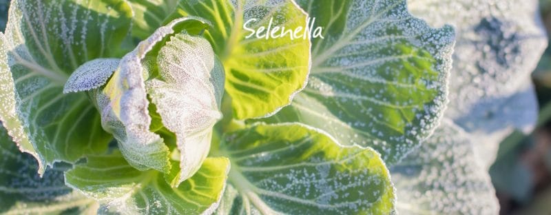 I lavori da fare nell’orto a dicembre I lavori da fare nell’orto a dicembre - Il Blog di Selenella