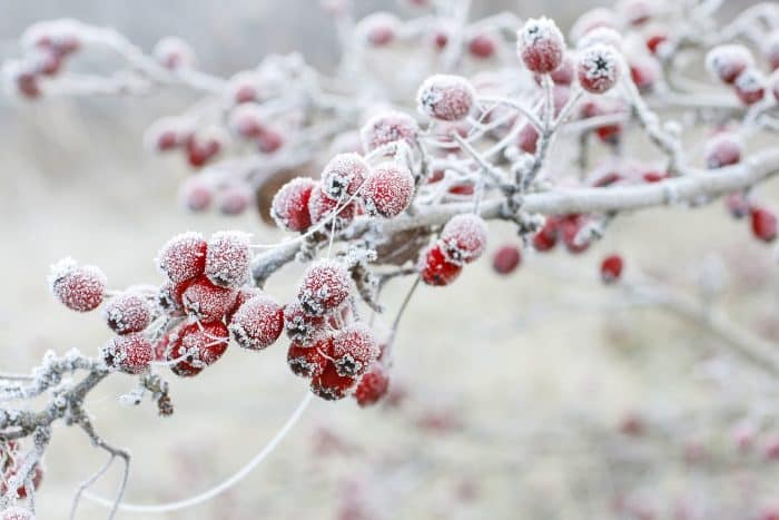 Raccolta orto dicembre