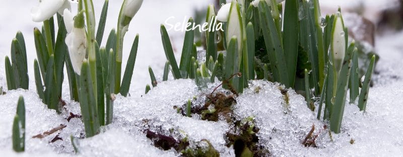 I lavori da fare a gennaio nell’orto I lavori da fare a gennaio nell’orto - Il Blog di Selenella