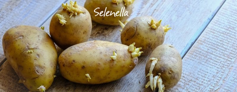 Quando le patate diventano tossiche? - Il Blog di Selenella