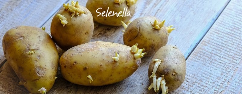 Quando le patate diventano tossiche? Quando le patate diventano tossiche? - Il Blog di Selenella