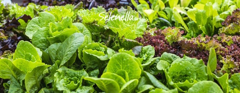 I lavori da fare a maggio nell’orto I lavori da fare a maggio nell’orto - Il Blog di Selenella
