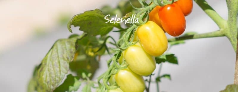 I lavori da fare a giugno nell’orto - Il Blog di Selenella